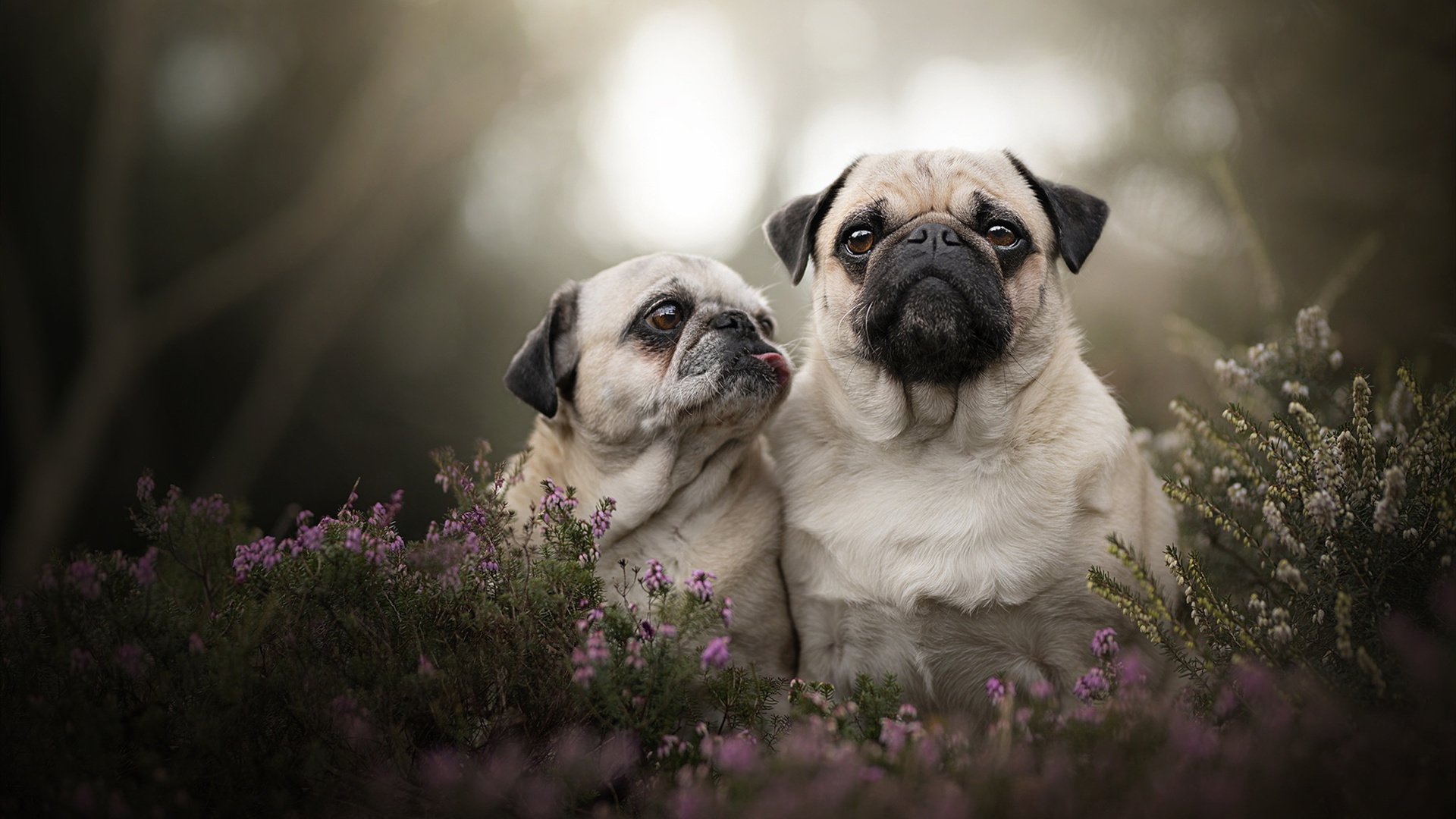 乐鱼体育在线登录-未来足球比赛将实现全景直播，球迷身临其境体验盛宴，足球未来赛事app