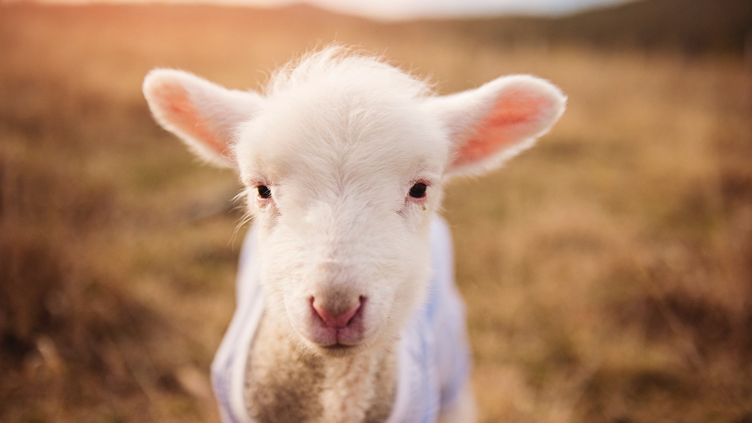 梅西突破全场防线,助阿根廷重振士气